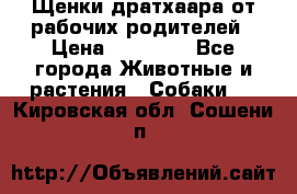 Щенки дратхаара от рабочих родителей › Цена ­ 22 000 - Все города Животные и растения » Собаки   . Кировская обл.,Сошени п.